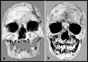Iberomaurusian (left) and Capsian (right) skulls excavated in North Africa.