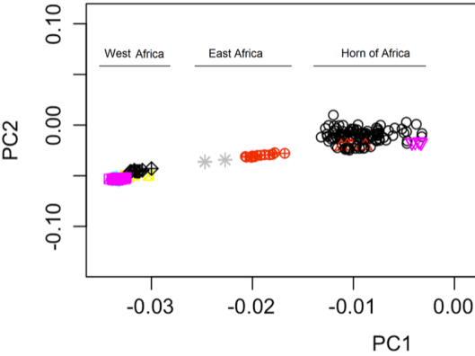 Principal Component Analysis of select Afro-Asiatic-speaking populations from the Horn of Africa (Northern Somalis, Ethiopian Oromos, Ethiopian Jews) and various Niger-Congo and Nilo-Saharan-speaking populations from East and West Africa. Notice how many of the Northern Somali individuals (black circles) cluster with the Ethiopian Jew individuals (pink triangles), whereas others cluster with the Ethiopian Oromo individuals (red triangles) (Ali et al. (2020)). Scheinfeldt et al. (2019) and Lopez et al. (2021) similarly observed that their Cushitic-speaking Beja and Agaw samples, respectively, clustered with their Ethiosemitic-speaking Abyssinian samples. This is consistent with Almarri et al. (2021), who note that "Ethiosemitic-speaking populations share similar proportions of non-African ancestry and are genetically similar to Cushitic-speaking populations" and that their "admixture tests[...] also suggest an ancient Egyptian source of ancestry in East Africa." (*N.B. Ali et al.'s Northern Somali sample consists of individuals born in the northeastern Puntland region of Somalia. The study utilized SNP genotyping rather than whole genome analysis, and represents the first genetic analysis to examine Northern Somali individuals. As of 2021, no genome-wide study has yet to analyse Northern Somali (Puntland and Somaliland regions) or Djiboutian Somali individuals.)