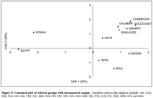 Craniometric affinities of various populations in Africa and the New World. Somalis and Egyptians cluster together, while African-Americans (despite having recent European and Native American admixture) group with the West African samples (Spradley (2006)).